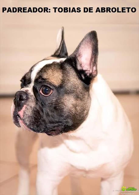 Filhote Fêmea Bulldog Francês