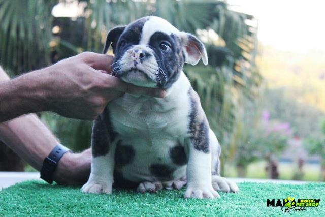 Filhotes De Olde English Bulldogge