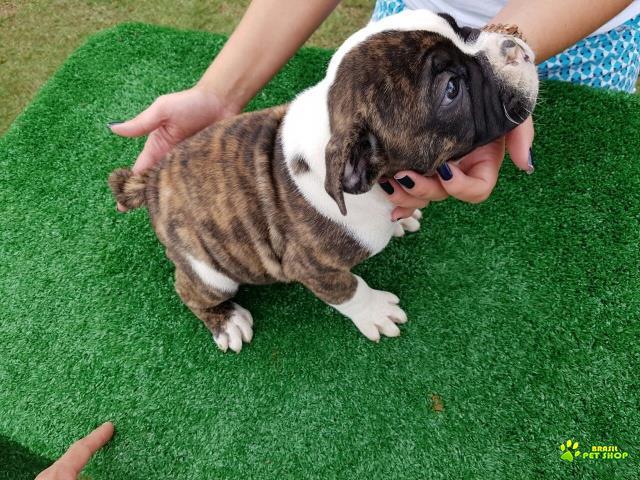 Filhotes De Olde English Bulldogge