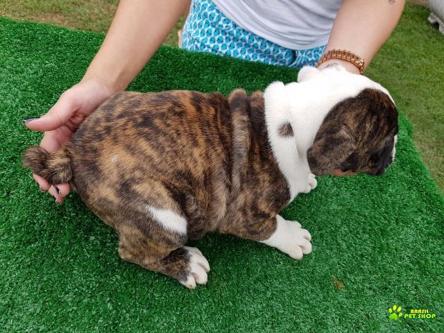 Filhotes De Olde English Bulldogge