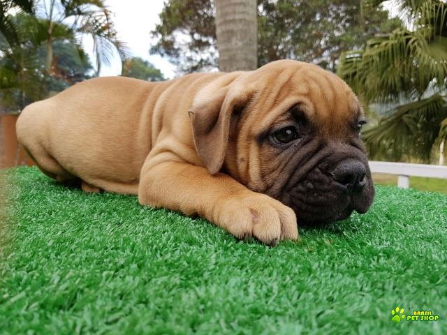 Olde English Bulldogge