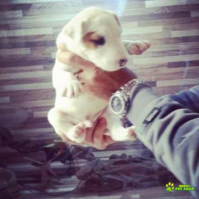 Bull Terrier Promoção Imperdível 