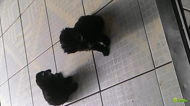 2 Lindos Poodle