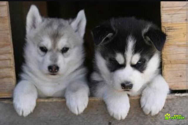 Hukys Siberiano Preto E Branco 