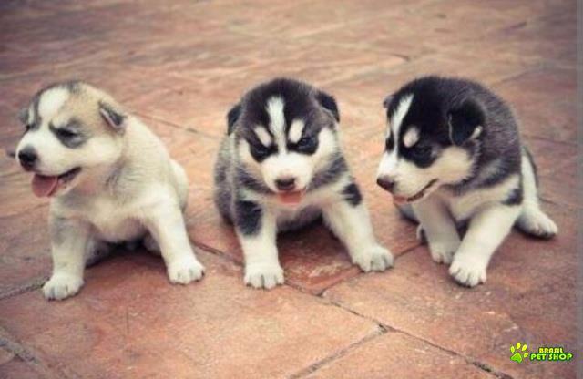 Hukys Siberiano Preto E Branco 