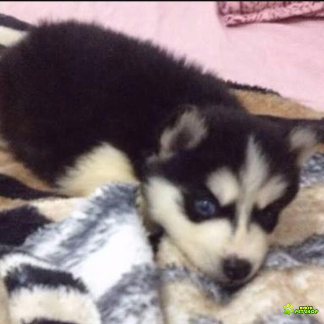 Hukys Siberiano Preto E Branco 