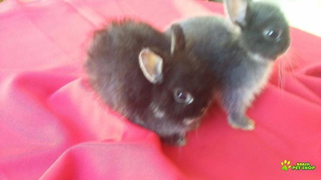 Mini Coelho Netherland