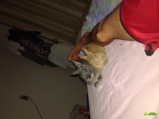 Mini Coelho Netherland