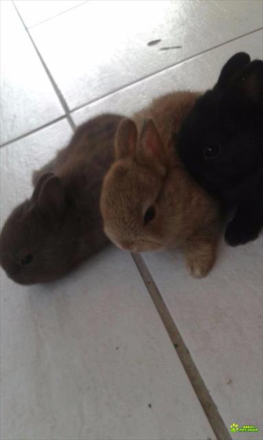 Mini Coelho Netherland