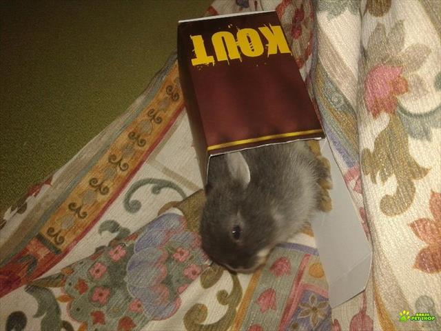 Mini Coelho Netherland