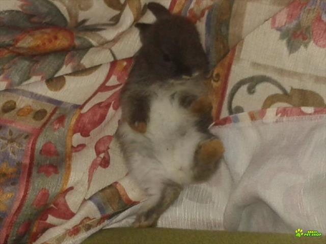 Mini Coelho Netherland