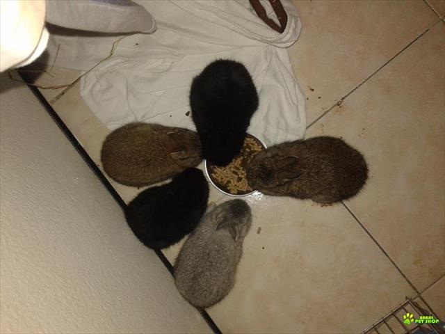 Mini Coelho Netherland