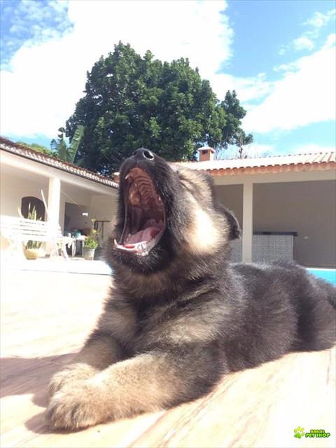 Filhotes De Pastor Belga Com Suiço