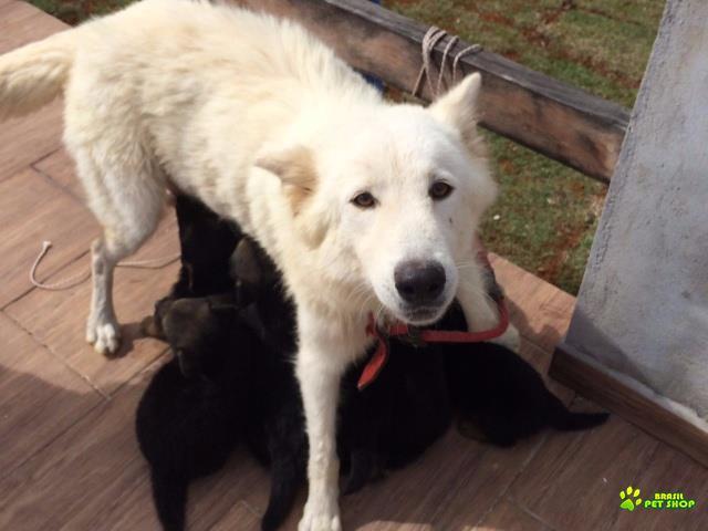 Filhotes De Pastor Belga Com Suiço