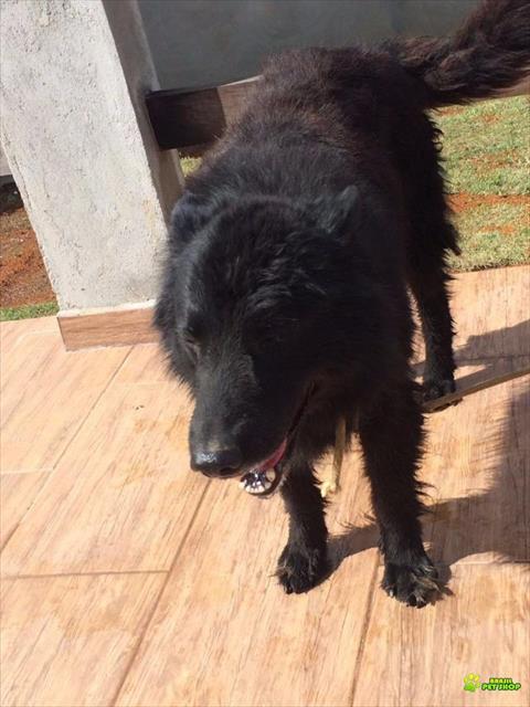 Filhotes De Pastor Belga Com Suiço