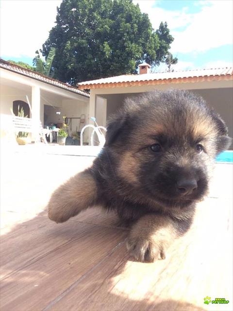 Filhotes De Pastor Belga Com Suiço