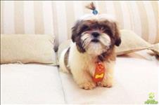 Dachshund anão teckel basset cofap