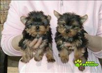 Cachorrinhos De Yorkie Adorável Para Adoção Livre
