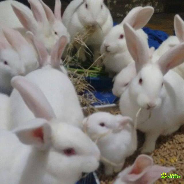 Coelhos Nova Zelândia