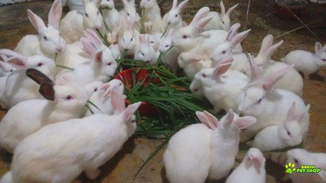 Coelhos Nova Zelândia