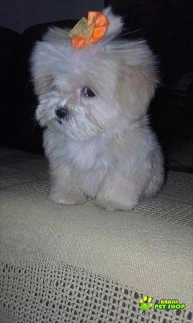 Lhasa Apso - Filhote Femeas