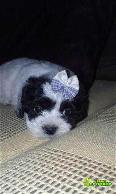 Lhasa Apso - Filhote Femeas