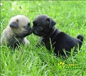Pug Filhotes