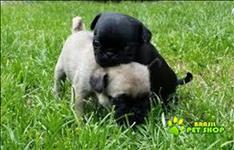 Pug Mini Abricot Macho Com Pedigree Para Adopção