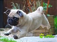 Filhote De Pug Para Adopção