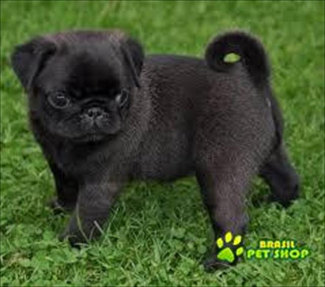 Filhotes De Pug Fêmea Para Adopção