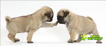 Pug Filhote De Pug Para Adopção