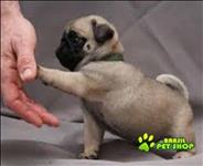 Pug Filhote Para Adopção