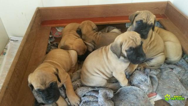 Filhotes De Dogue Alemão Dourados - Com Pedigree Cbkc