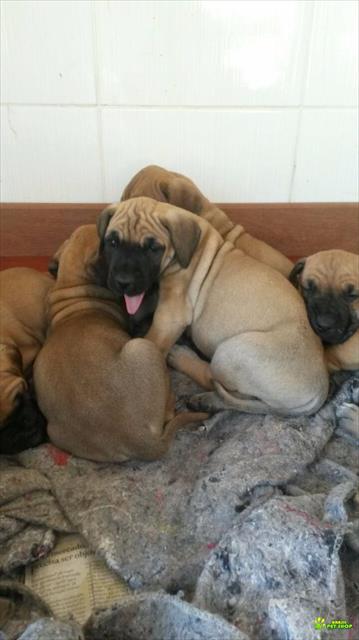 Filhotes De Dogue Alemão Dourados - Com Pedigree Cbkc