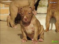 Filhotes De Pit Bull E American Bully Micro Pocket Daxline Miagiblood C/ Pedigre