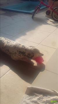 Vendo Lindo  Maravilhosos Filhotes De Dálmata Dentro Padrão Disney