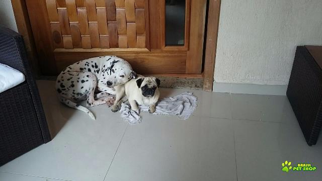 Vendo Lindo  Maravilhosos Filhotes De Dálmata Dentro Padrão Disney