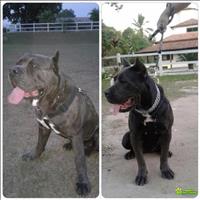 Vendo Filhote De Cane Corso