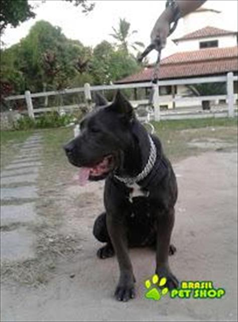 Vendo Filhote De Cane Corso