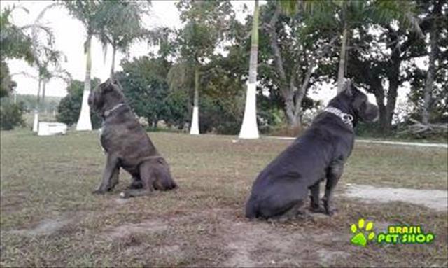 Vendo Filhote De Cane Corso