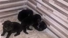 Filhotes de Rottweiler