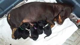 Filhotes TECKEL DACHSHUND Salsichinha