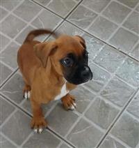 Filhotes de Boxxer