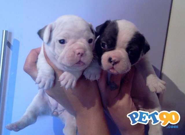 Filhotes de Bulldog Francês