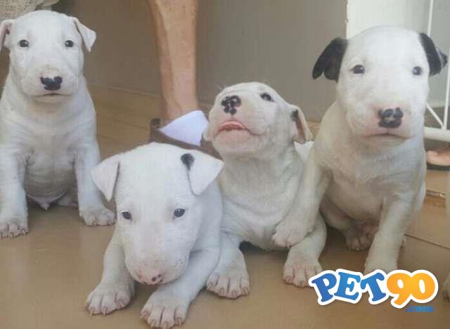 Filhotes de Bull Terrier