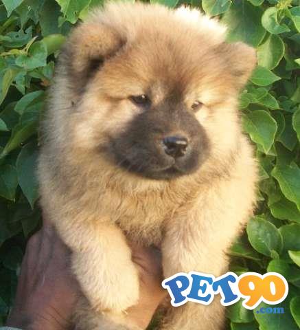 Filhotes de Chow Chow