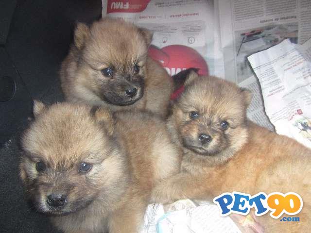 Filhotes de Chow Chow