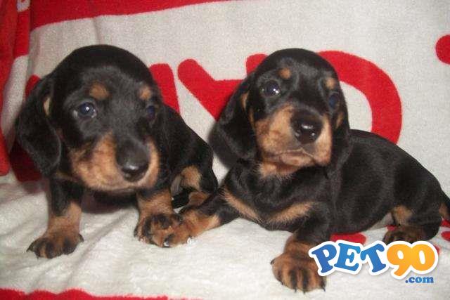 Filhotes de Dachshund Curto Preto e Canela