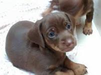 Filhotes de Dachshund Chocolate