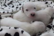 Filhotes de Dalmata